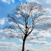 Ein Baum